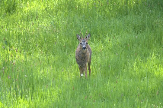 Roe Deer Buck Looking Directly at Camera in Green Meadow, Geisbergstei