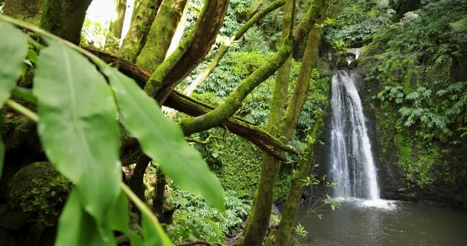 Salto do Prego waterfall is surrounded by lush green trees and a leafy plant
