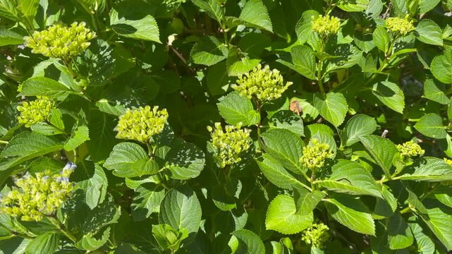 Green hydrangea flowers and lush foliage in sunlight with natural garden background and vibrant botanical details