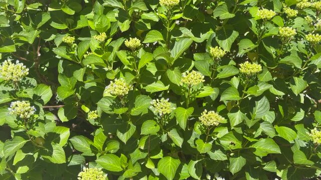 Green hydrangea flowers and lush foliage in sunlight with natural garden background and vibrant botanical details