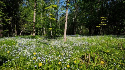  Beautiful forest glade covered with blooming blue forget-me-not flowers and yellow dandelions. Sunny spring landscape in a green woodland, horizontal. © NataKorol