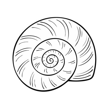 Detailed outline drawing of a spiral snail shell showcasing intricate organic patterns and natural geometry