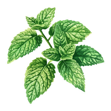 Lemon Balm, soft hand-painted watercolor illustration, isolated on a white background.