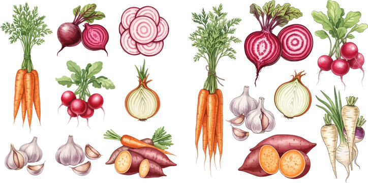 Watercolor illustration of various fresh root vegetables including carrots, radishes, beets, onions, garlic, and sweet potatoes.