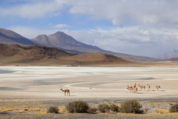 Laguna Ukhuqucha, Laguna honda, Lama vicugna, Andes, Bolivia © Kamil