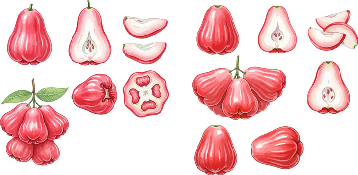 Set of water apple illustrations showing whole, half, and sliced fruit on a white background.