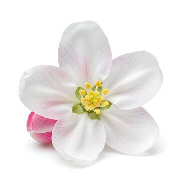 Closeup view of a delicate white apple blossom with pink accents.