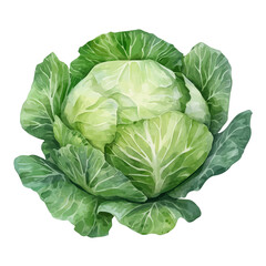 Fototapeta premium Watercolor illustration vector of Cabbage, isolated on a clean white background.