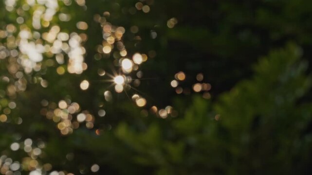 Slow zoom in on beautiful golden hour sunburst through small dark green leaves, distinct sharp round golden bokeh background with warm peaceful feeling