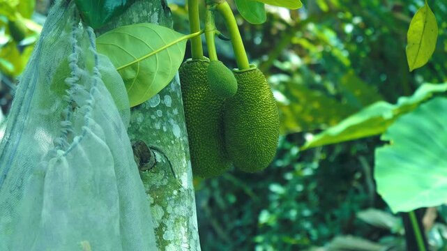 Young jackfruit (Artocarpus heterophyllus) hang from the tree trunk are the largest tree fruits on the planet in the green garden against the background of a taro plant
