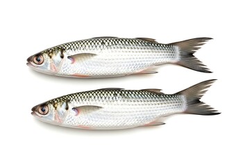 Fototapeta premium Two Fresh Silver Fish on White Background