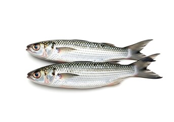 Obraz premium Two Fresh Silver Fish on White Background