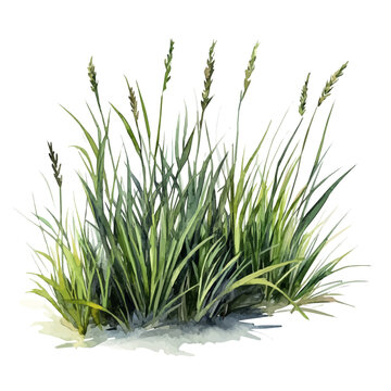 Marsh Grass, realistic watercolor illustration vector, isolated on a white background.