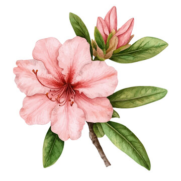 Watercolor vector illustration of Azalea Flower, isolated on a white background.