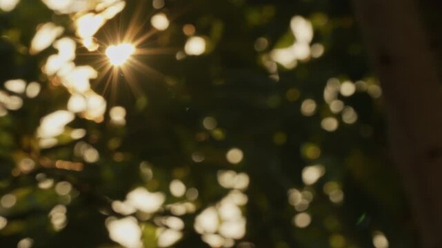 Tight zoom in on intense golden hour sunburst with light bleed through fluttering summer leaves, abstract soft bokeh background with warm lively feeling