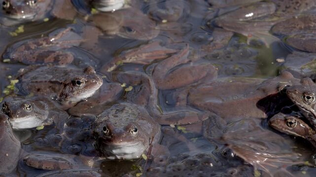 Large group of European common frogs (Rana temporaria) gathered in a pond during their spring breeding season. They are surrounded by massive clumps of frogspawn (eggs trapped in a gelatinous matrix) 
