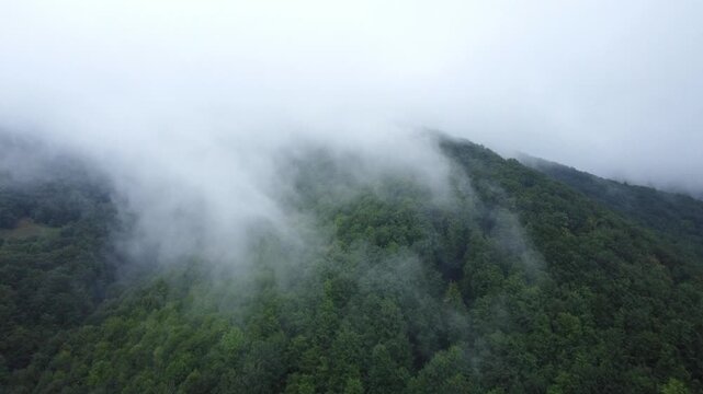 Drone footage of a dense green forest covering steep mountain slopes. Thick white clouds and heavy fog slowly drift over the tree tops under a gray moody sky.