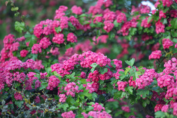Obraz premium PAUL'S SCARLET crataegus media, profusely flowering pink. Pink flowers in the garden.