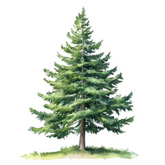 Fototapeta premium Watercolor vector illustration of Douglas Fir Tree, isolated on a white background.
