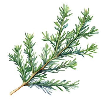 Hand-drawn watercolor artwork of Juniper Leaf, vector, isolated on a white background.