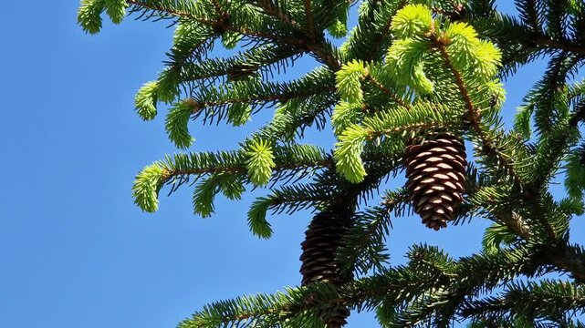 Spruce branches with young shoots and cones on a background of blue sky with white clouds. Spring awakening of nature: young spruce needles and cones. Nature in spring.