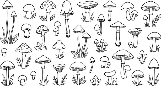 Hand drawn mushroom collection featuring botanical forest fungi sketch illustrations with vintage nature doodle style elements