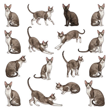 Collection of Devon Rex cats in various poses isolated on transparent background