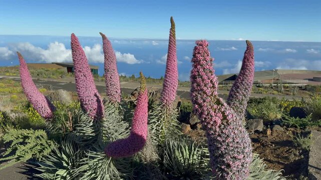 Majestic pink tajinaste flowers blooming on the volcanic landscape of La Palma, Canary Islands, with a sea of clouds in the background