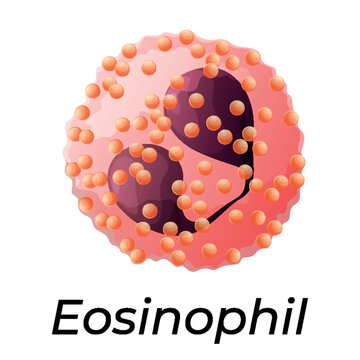 Eosinophil white blood cell vector illustration showing structure and function in human immune response