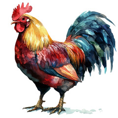 Watercolor illustration painting of Chicken Wild Type A Junglefowl, minimal, isolated on a white background. © deltrion