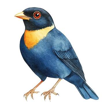 Watercolor vector illustration of Myna Bird, isolated on a white background.