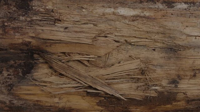Close-up of splintered wood texture on a decaying tree log.