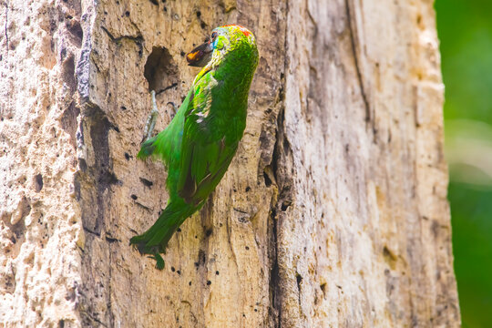 green lizard on a branch