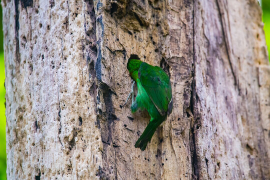 green leaf on a tree trunk