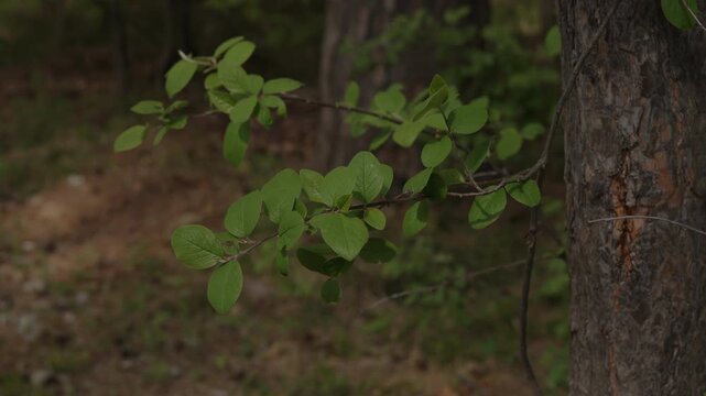 Fresh green leaves on thin branches in a forest setting