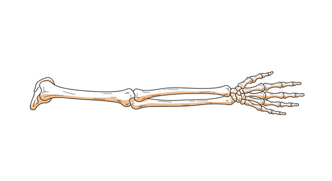 Anatomical illustration of the bones of a human arm including the humerus radius ulna and hand skeletal structure.