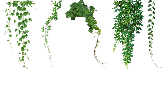 Set of green leaves from Javanese treebine or grape ivy (Cissus spp.), a jungle vine and hanging ivy plant bush foliage, isolated on a white background with a clipping path