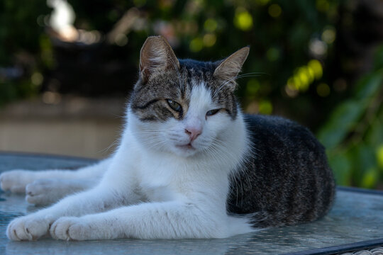 Cute stray tabby cat with notched ear resting on table outdoors in public park. Beautiful homeless domestic animal on sunny spring day. Side, Antalya, Turkey, Mediterranean.