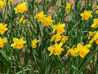 Fototapeta premium Field of Narcissus Pseudonarcissus Flowers in Springtime