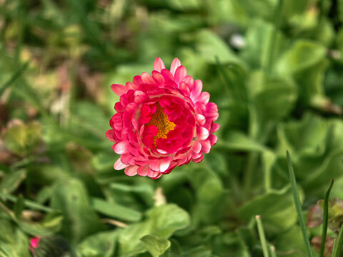 Top View of Pink Bellis Perennis Daisy