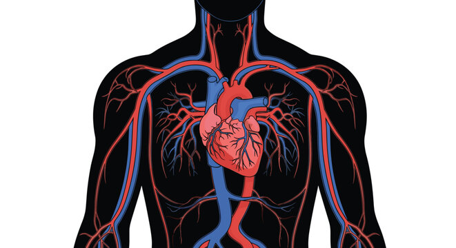 Detailed anatomical diagram of the human heart and major blood vessels within a black silhouette of a chest.