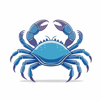 Blue Crab Illustration
