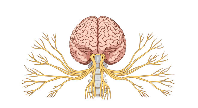Anatomical illustration showing the human brain connected to the spinal cord and radiating peripheral nerves.