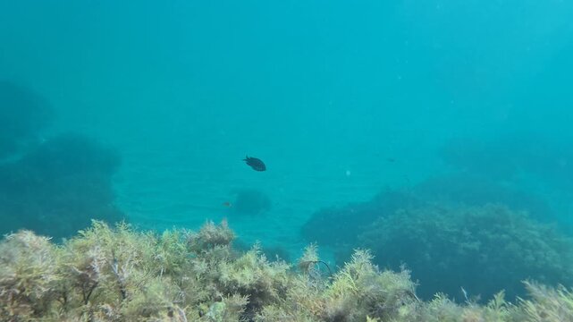 Underwater fish ocean, black fish swimming gracefully amidst clear blue water, sun rays filter through, vibrant marine life, natural beauty