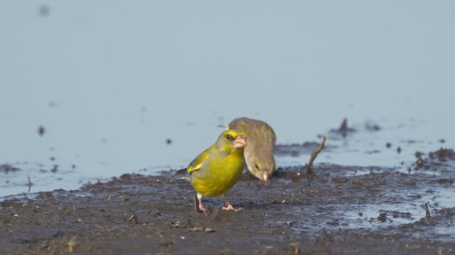 European greenfinchs (Chloris chloris) drinking water from a puddle. Close-up.
