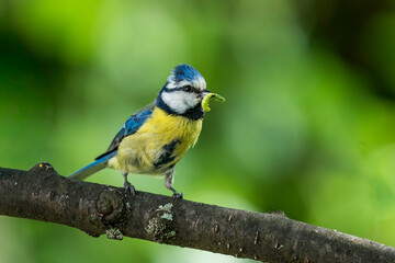 Blaumeise mit Raupe im Schnabel © Donnerbold