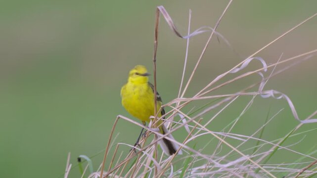Yellow wagtail (Motacilla flava). Close-up. 