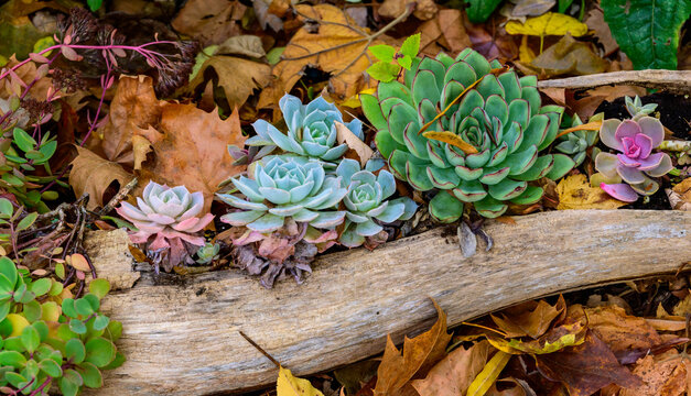 These blue-green plants are Echeveria, a genus of succulent plants known for their rosette shape.