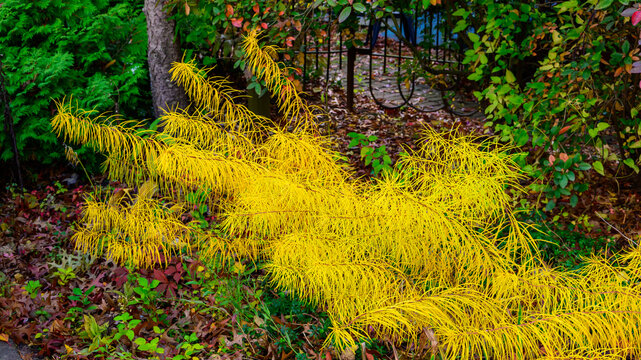 The plant featured in the image is Threadleaf Bluestar (Amsonia hubrichtii).