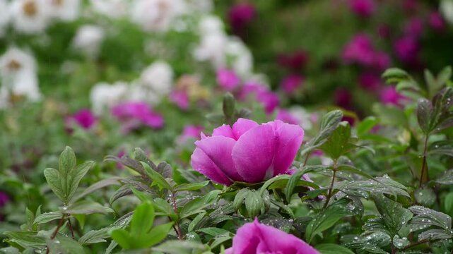 Close up macro video of peon flower under the rain slow motion 4k